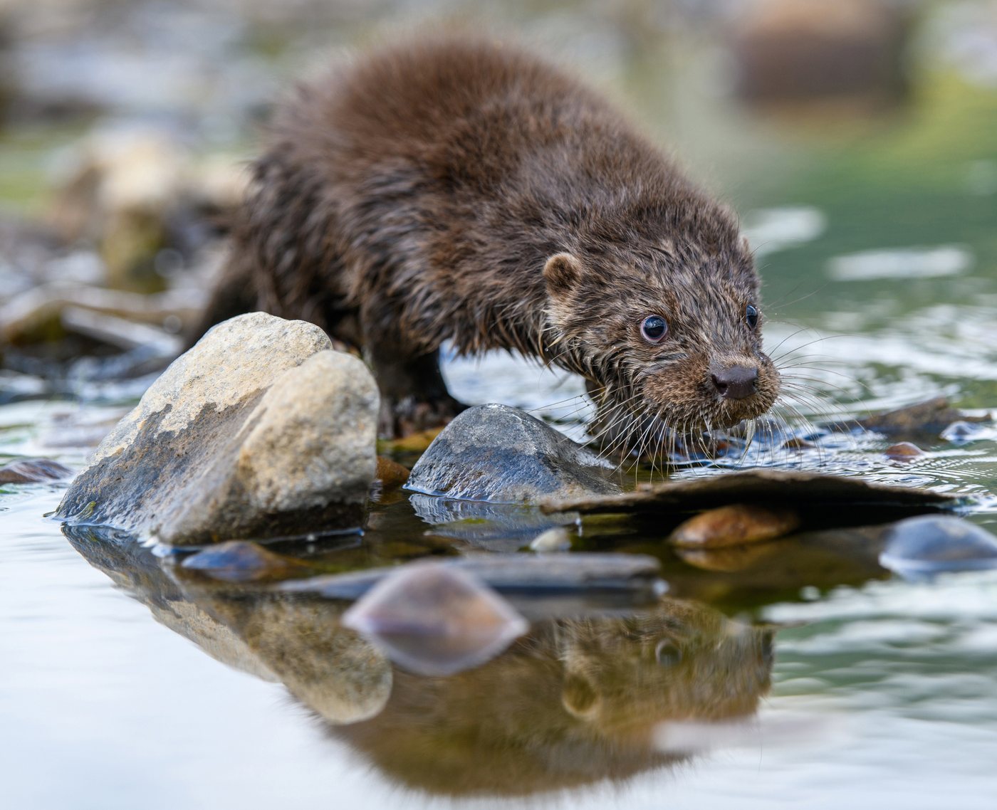 A wild Eurasian otter at the water's edge — the kind of presence a place can lose without anyone recording it